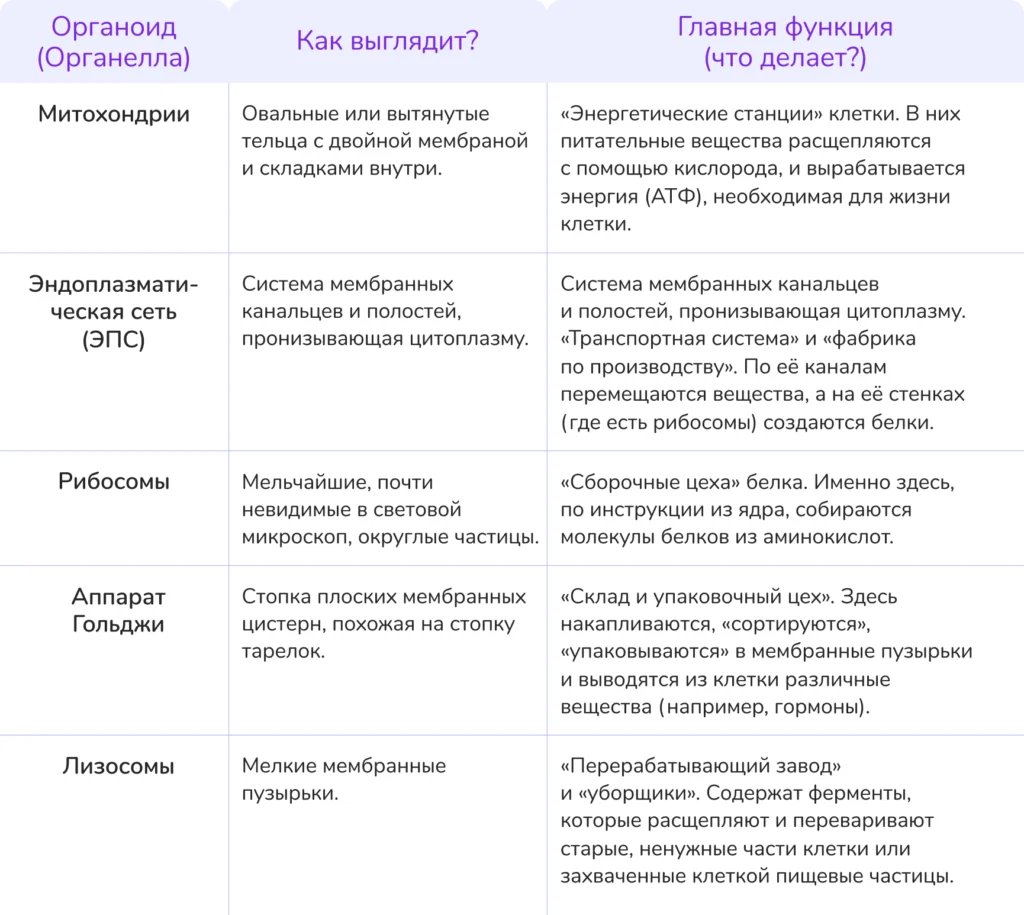 что такое клетка строение клетки